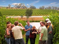 picture of 【AUSTRALIAN WINETOURS】Yarra Valley Wine Experience (YVWE)