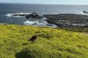 【Go West】 Phillip Island Penguin Parade Day Tour (General Viewing)